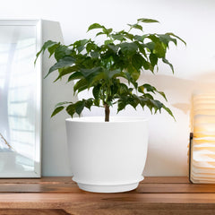 6pcs 10" Plastic Planter Set with Trays by Snagg A Pot