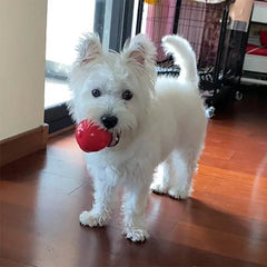 Durable Squeaker Dog Ball - SnaggIt