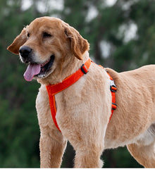 Orange No Pull Dog Harness by Snagg A Harness