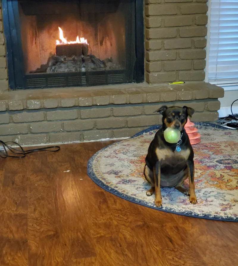 Durable Squeaker Dog Ball - SnaggIt