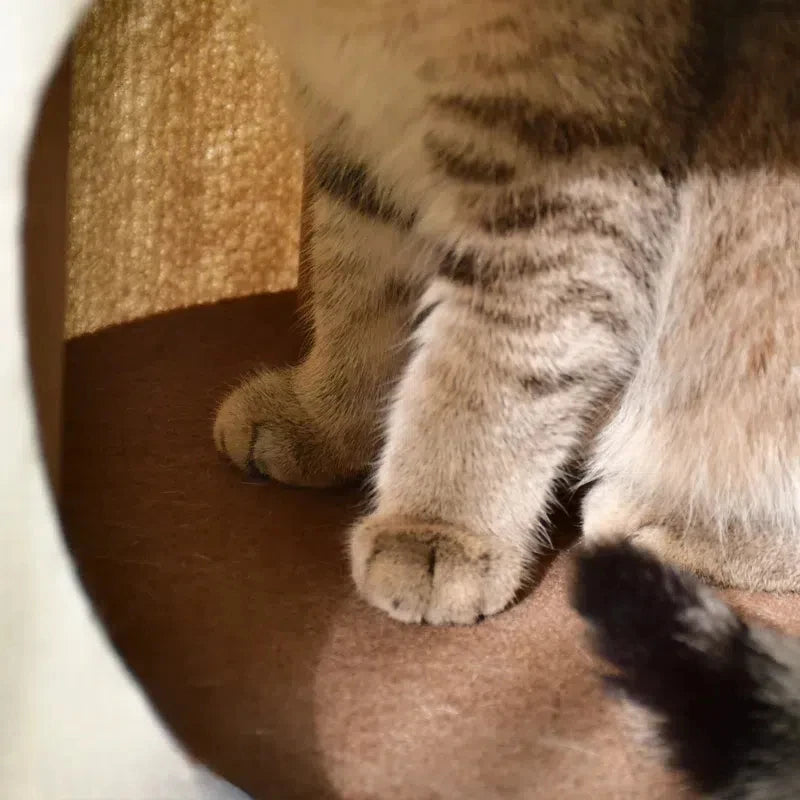 Soft Cat House & Kitten Climbing Tower by Snagg A Cave