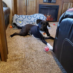 Durable Squeaker Dog Ball - SnaggIt