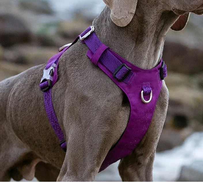 Lightweight Adjustable Dog Harness by Snagg A Harness