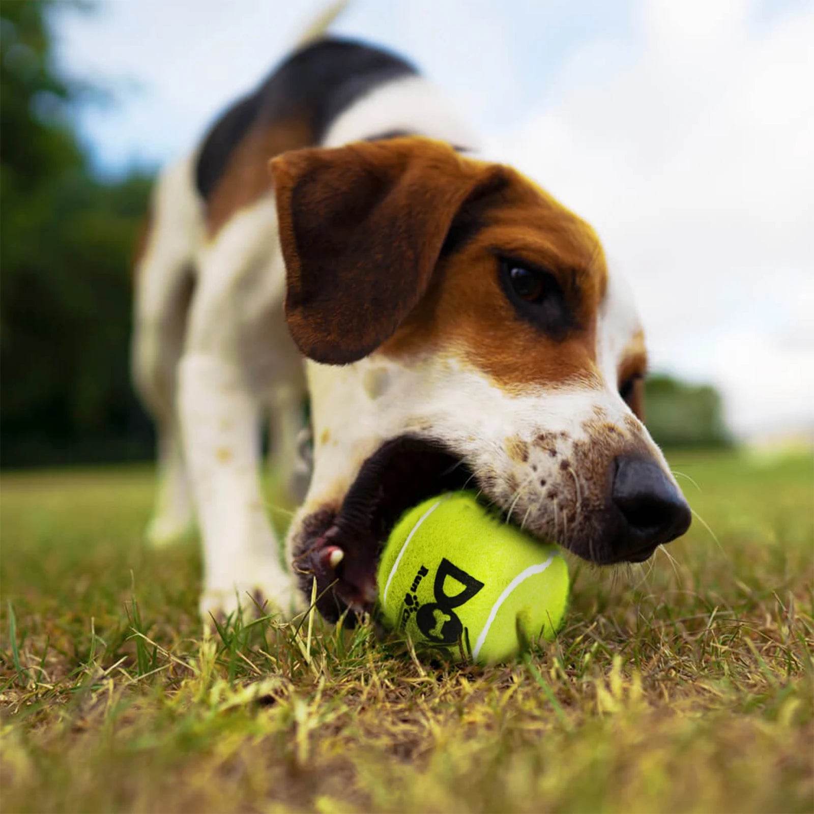 12-Pack Squeaky Dog Tennis Balls - SnaggIt