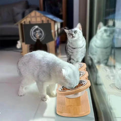 3 Elevated Tilted Cat Bowls - SnaggIt