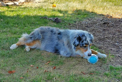 Durable Squeaker Dog Ball by Snagg A Toy