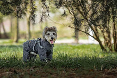 Adjustable Waterproof Dog Raincoat - SnaggIt