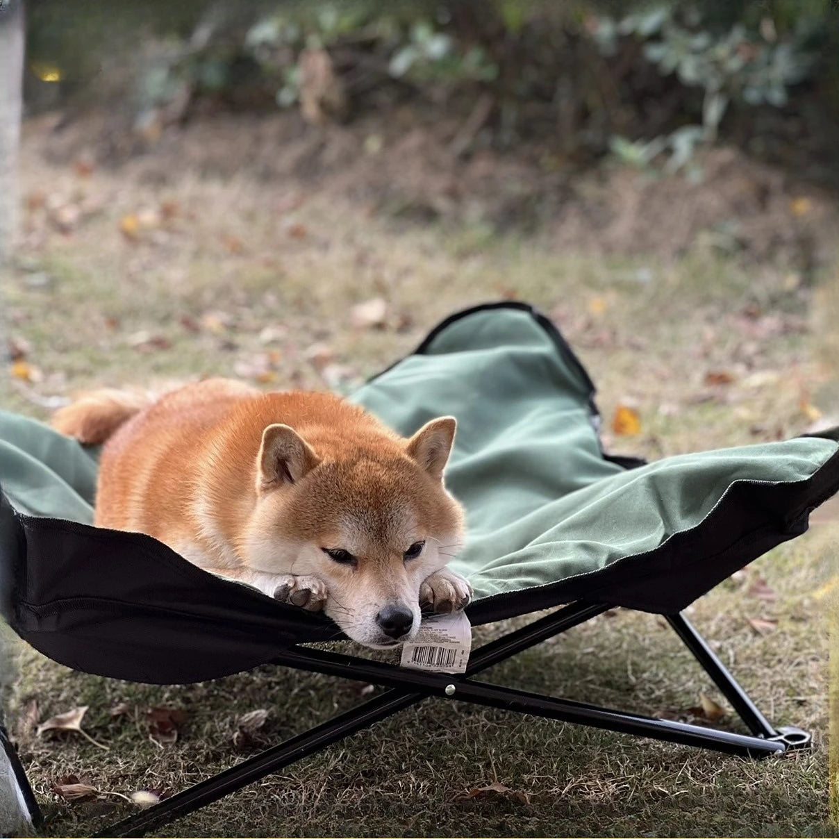 Outdoor Camping Foldable Pet Bed by Snagg A Pet Lounge