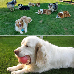 Durable Squeaker Dog Ball by Snagg A Toy