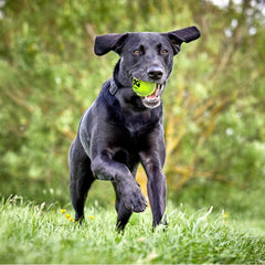 12-Pack Squeaky Dog Tennis Balls - SnaggIt