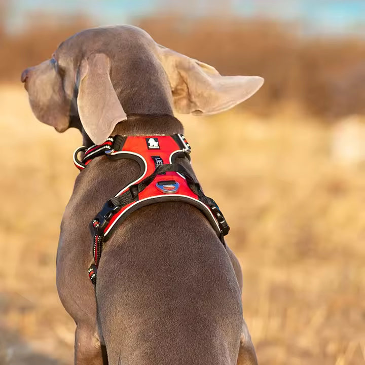 Orange Tactical Dog Collar & Leash Set by Snagg A Harness