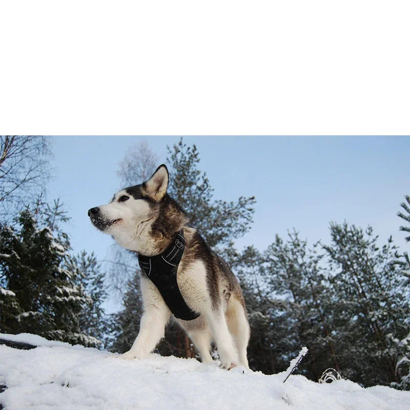 No Pull Reflective Dog Harness by Snagg A Harness
