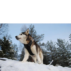 No Pull Reflective Dog Harness by Snagg A Harness