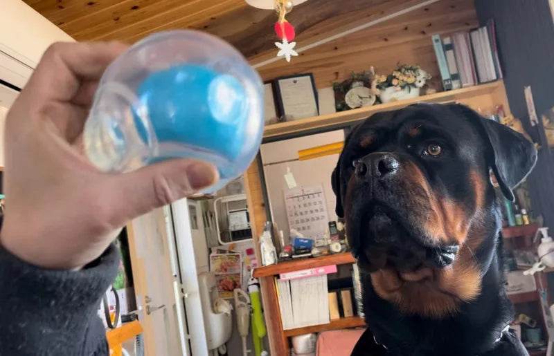 Durable Squeaker Dog Ball - SnaggIt