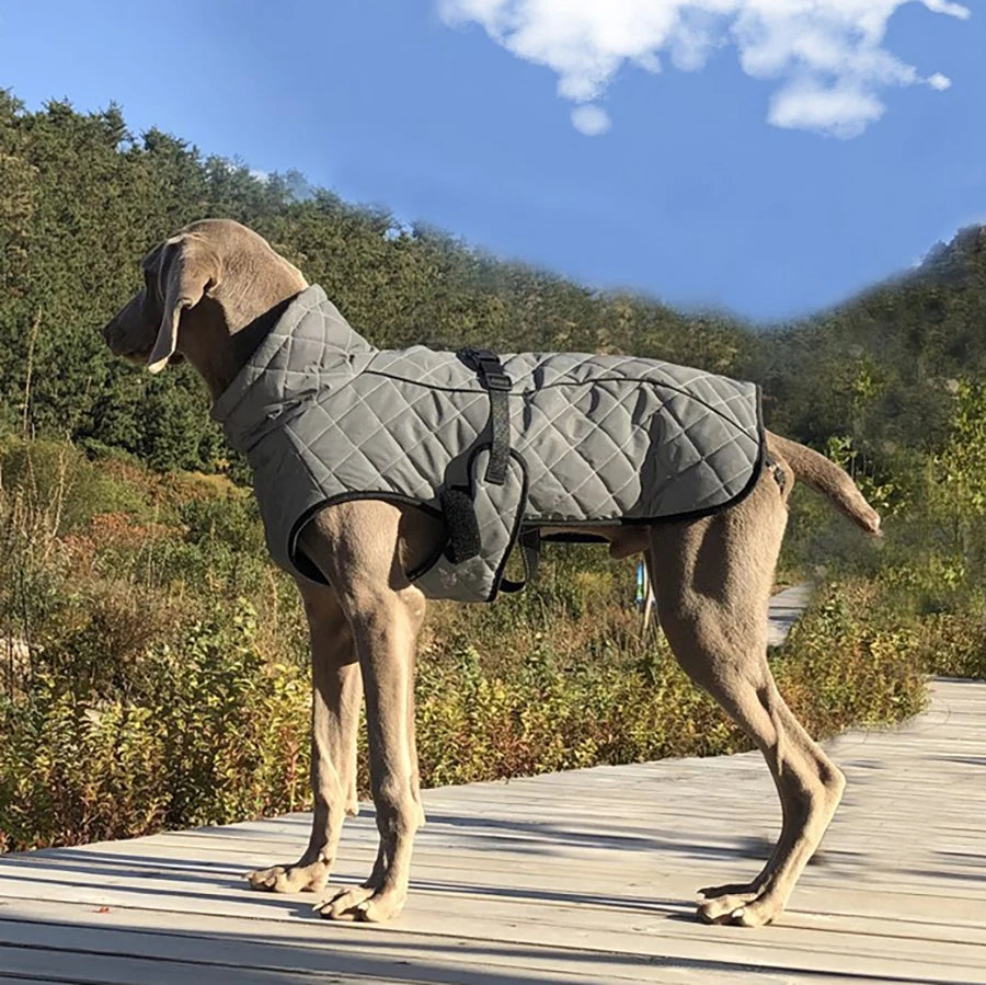Reflective Outdoor Dog Jacket – Warm Cotton Vest Coat for Large & Medium Dogs (Labrador)