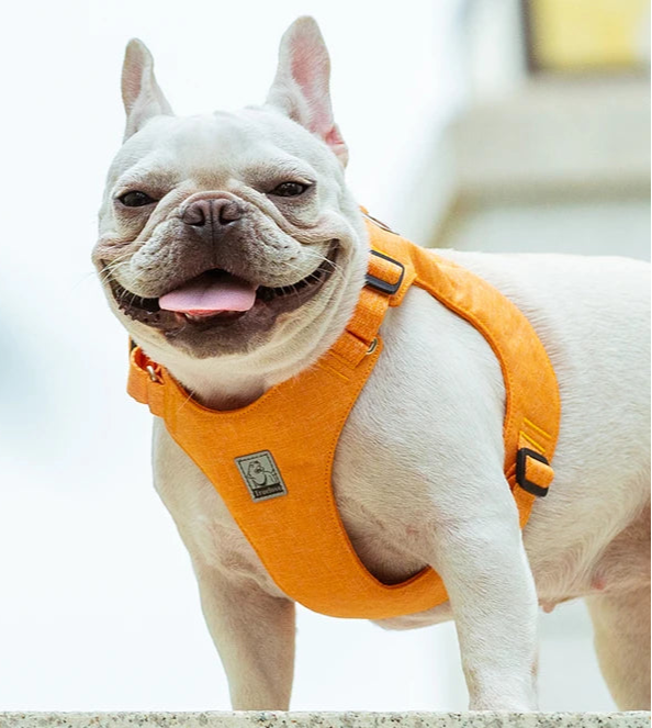 Eco-Friendly Recycled Pet Harness by Snagg A Harness