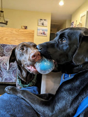 Durable Squeaker Dog Ball by Snagg A Toy