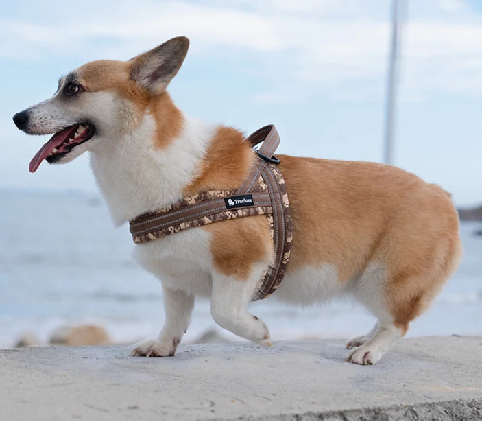 Floral Print Mesh Padded Dog Harness by Snagg A Harness