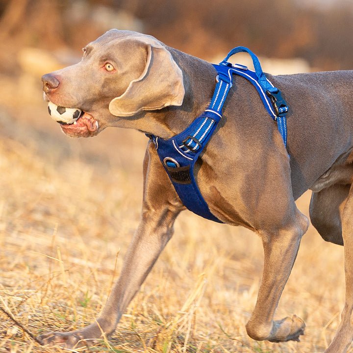 Tactical Dog Collar & Leash Set by Snagg A Harness