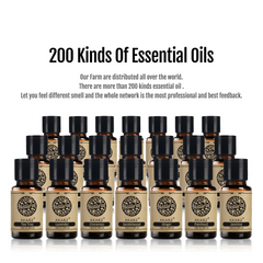 10 Bottle Essential Oil Master Collection – 100% Pure 10ml Botanical Set for Diffusion, Spa & Artisanal Crafting