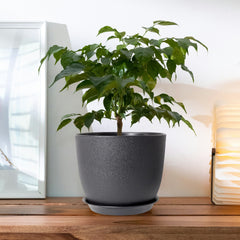 6pcs 10" Plastic Planter Set with Trays by Snagg A Pot