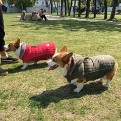 Quilted Dog Jacket with Removable Hood – Thick Fleece Winter Coat with Reflective Strips & Adjustable Belly