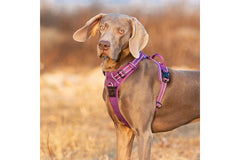 Purple Tactical Dog Collar & Leash Set by Snagg A Harness
