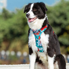 Camouflage Blue Tactical Dog Collar & Leash Set by Snagg A Harness