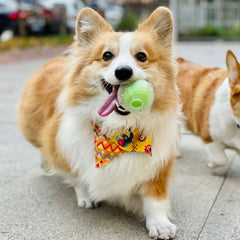 Durable Squeaker Dog Ball by Snagg A Toy