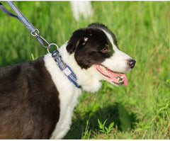 Reflective Neoprene Padded Dog Collar by Snagg A Pet Collars