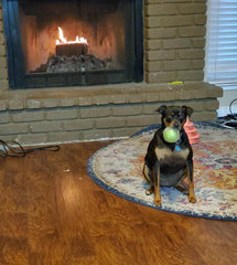 Durable Squeaker Dog Ball - SnaggIt