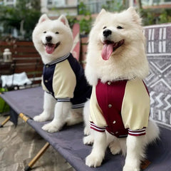 Warm Big Dog Baseball Jacket