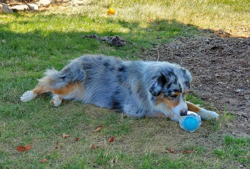 Durable Squeaker Dog Ball by Snagg A Toy