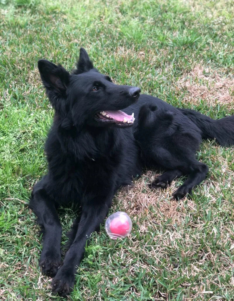 Durable Squeaker Dog Ball by Snagg A Toy