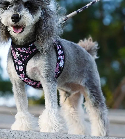 Floral Mesh Pet Harness & Leash Set by Snagg A Harness