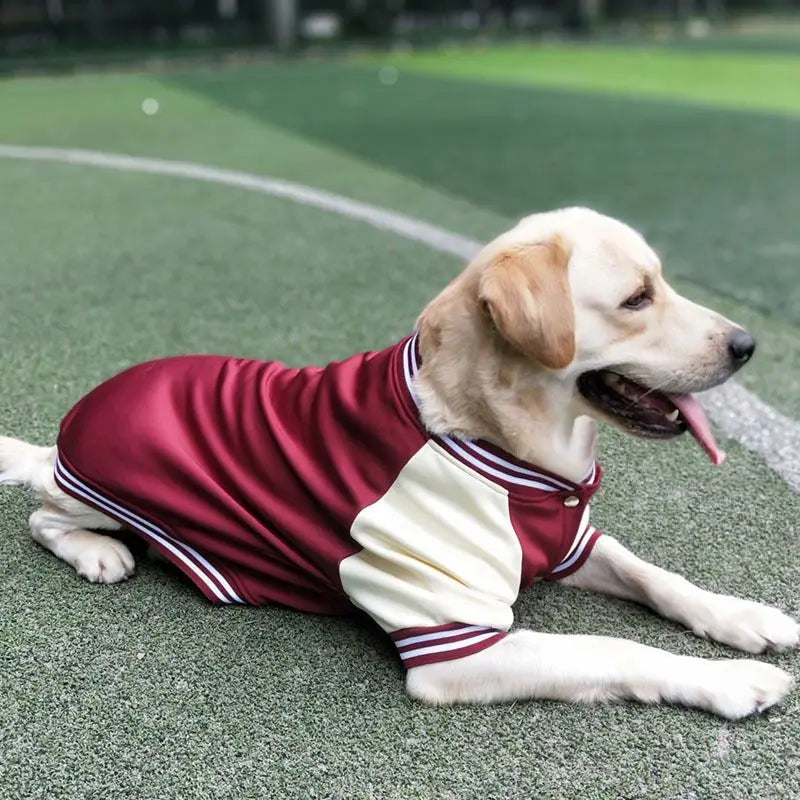Warm Big Dog Baseball Jacket