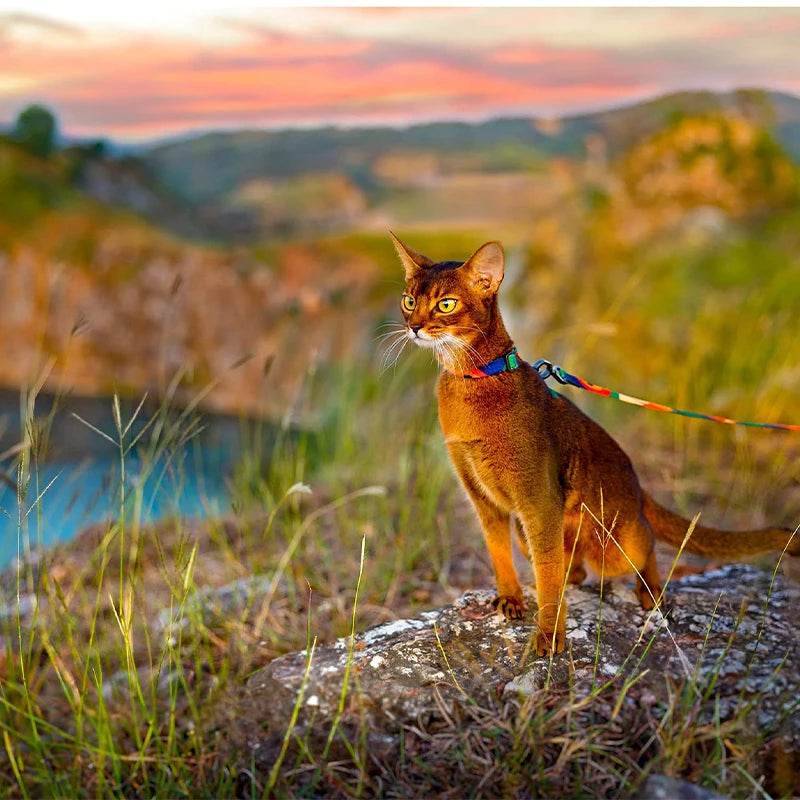 Adjustable Cat Harness and Leash Set - SnaggIt