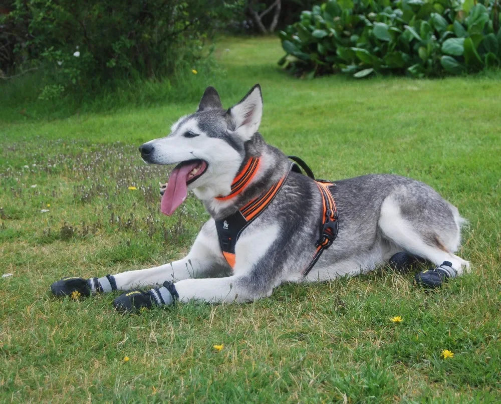 Reflective No-Pull Dog Harness with Handle by Snagg A Harness