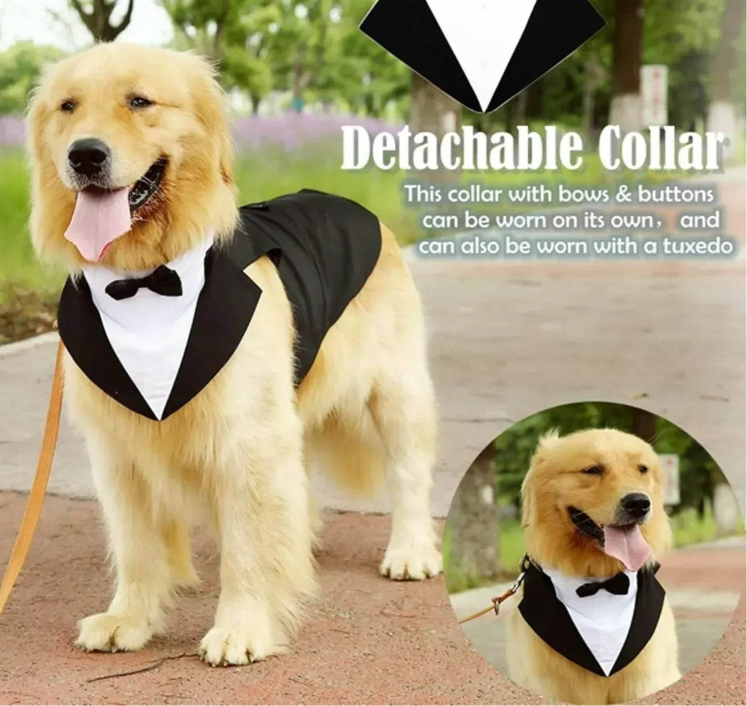 Dog Tuxedo Costume - SnaggIt