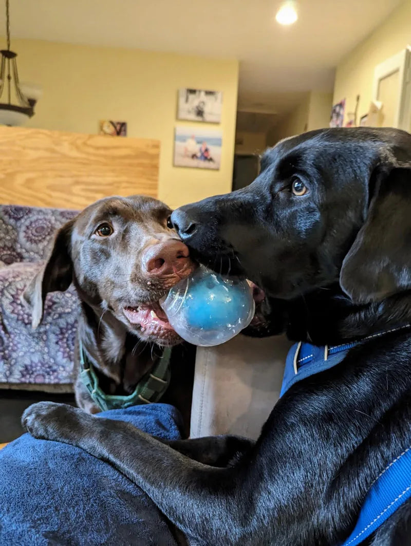Durable Squeaker Dog Ball by Snagg A Toy