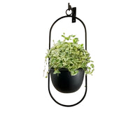 Vintage Black Metal Wall Planter by Snagg A Pot