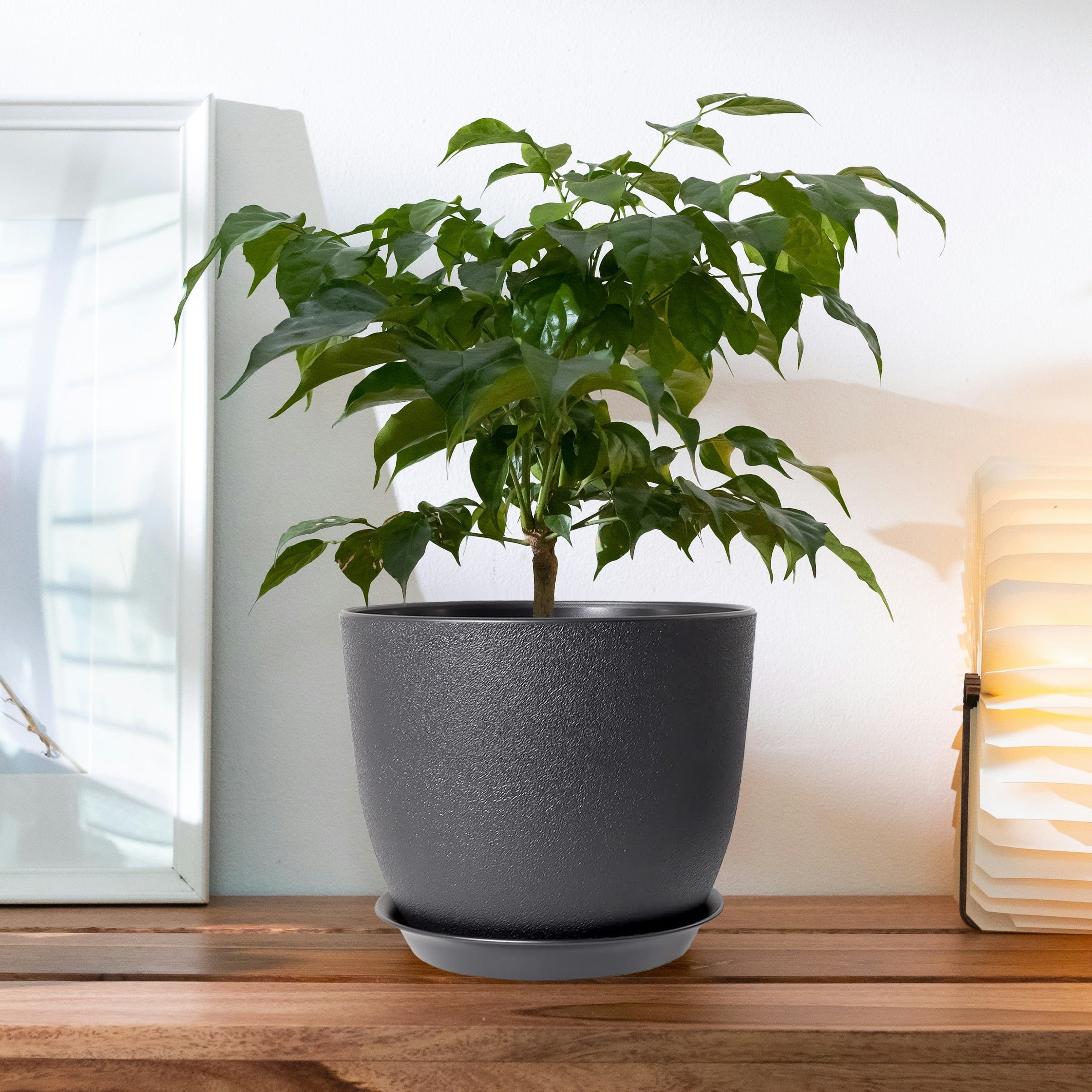 6pcs 10" Plastic Planter Set with Trays by Snagg A Pot