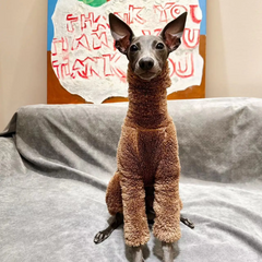 Winter Double Fleece High Collar Dog Coat